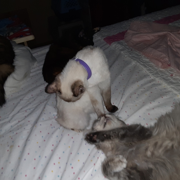 🙀CHEROKEE'S FERAL HAVEN🐕 - Picture 11 of 11